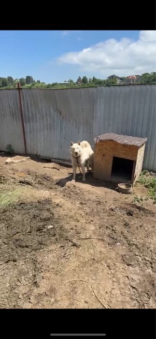 Зсл всл рел лайка кабель собака