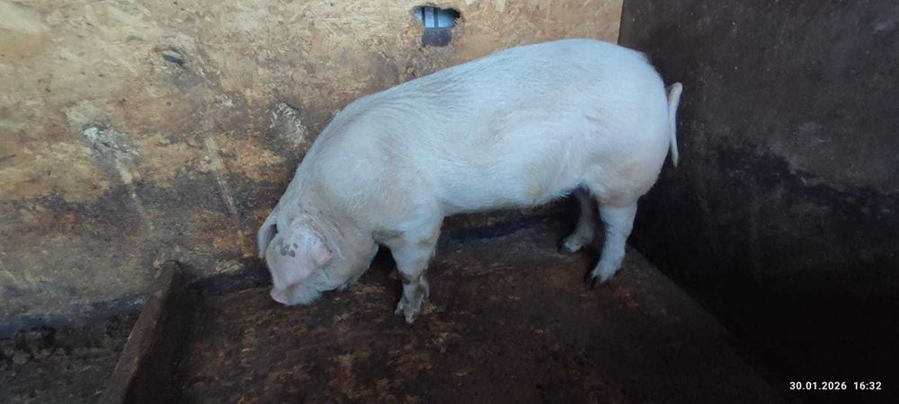 Кастрированный кабан, Ландрас