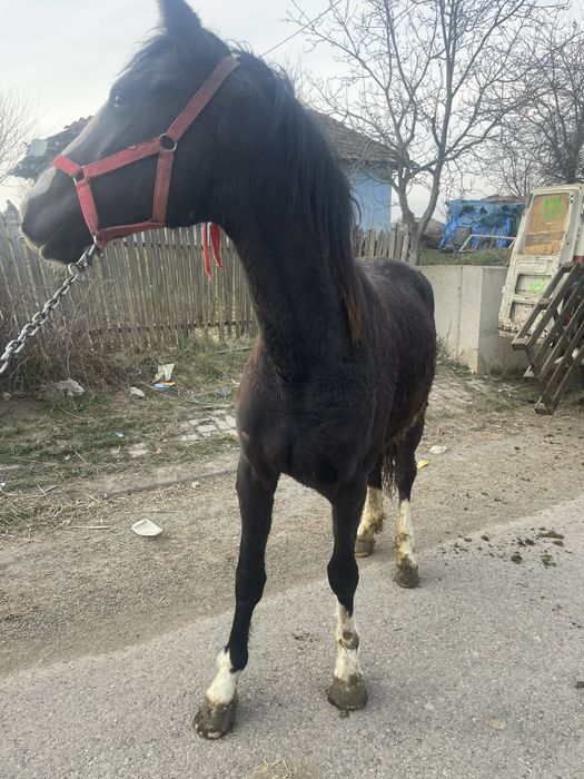 De vnzare  mnză de un  an jumate
