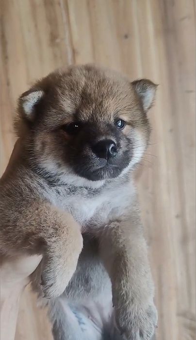 Продаётся девочка сиба-ину