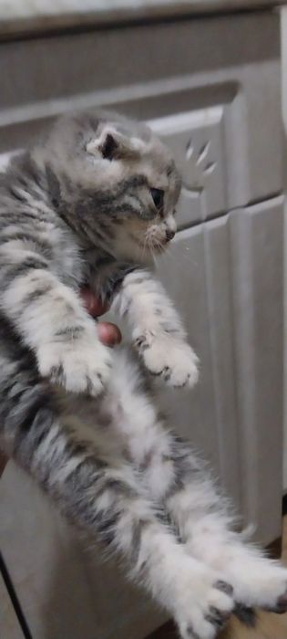 Продам котят британцев