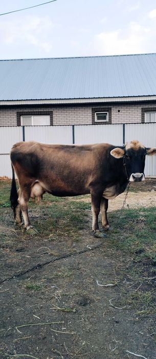 Алатауская корова