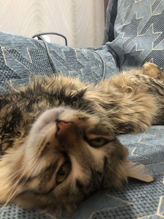 Сибирский кот годик ему