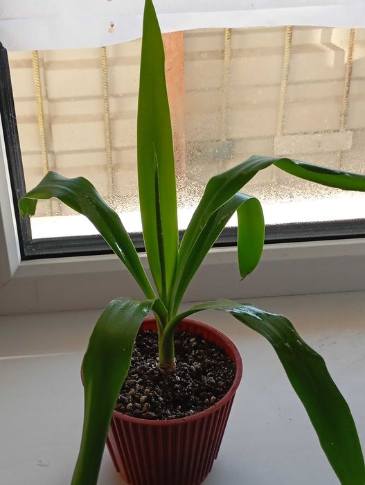 Комнатные растения.