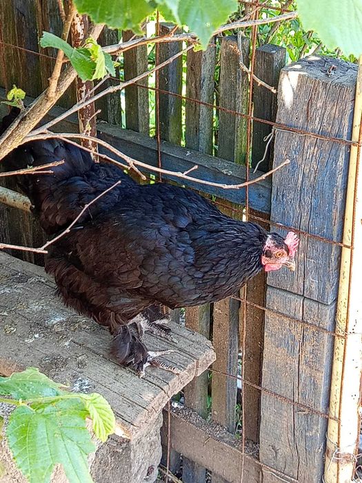 Vând 4 găini +1 cocoș