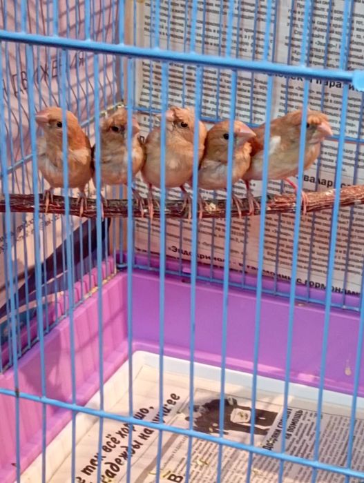 Амадины Японские...