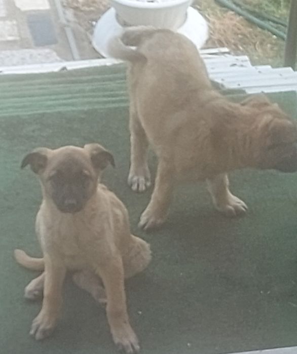 Donez doi căței (femele) belgian mallignois