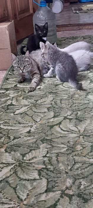 Котята,приученные