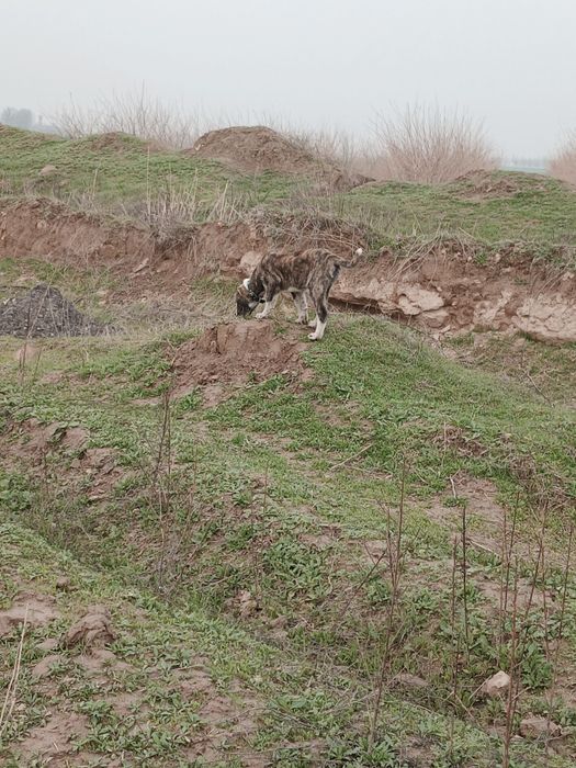 Продаётся алабай щенок , уши хвост купированы , кушает самостоятельно
