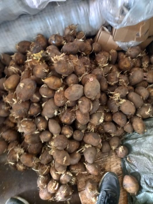 Семейной картофель сорт Гала Элит