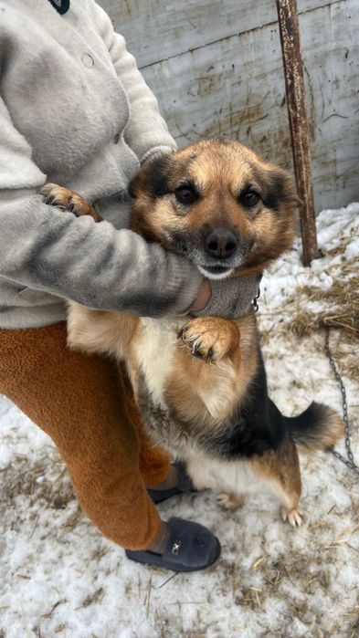 Срочно отдам. В добрые руки