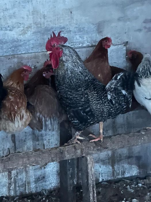 Қораз сатамын Продам петуха