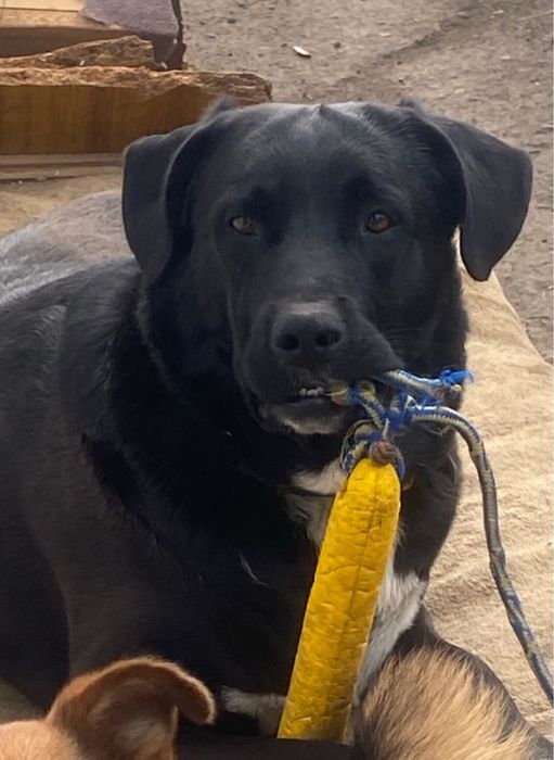 Отдам в добрые руки!