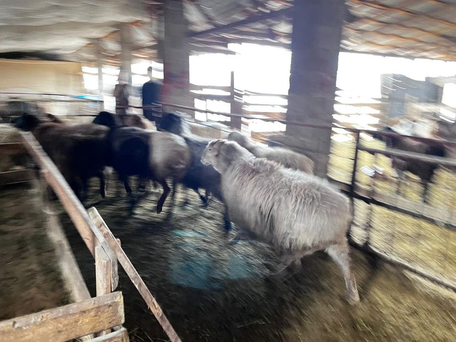 Семіз тоқты, саулықтар сатылады