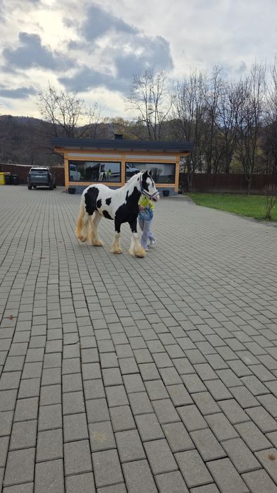 Gypsy Wanner in vârstă de 3 ani