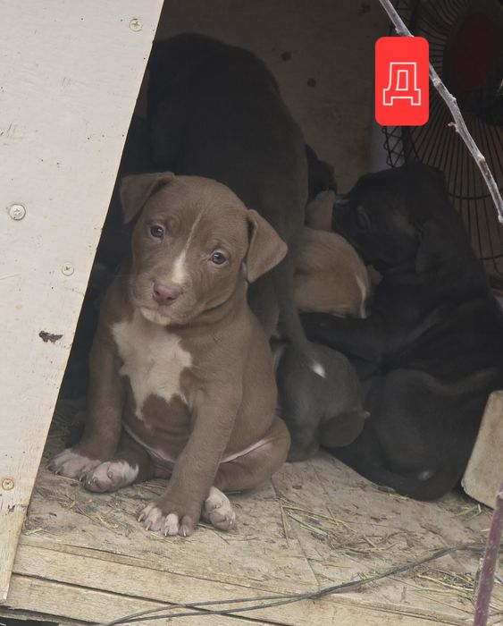 Продаются щенки питбуля