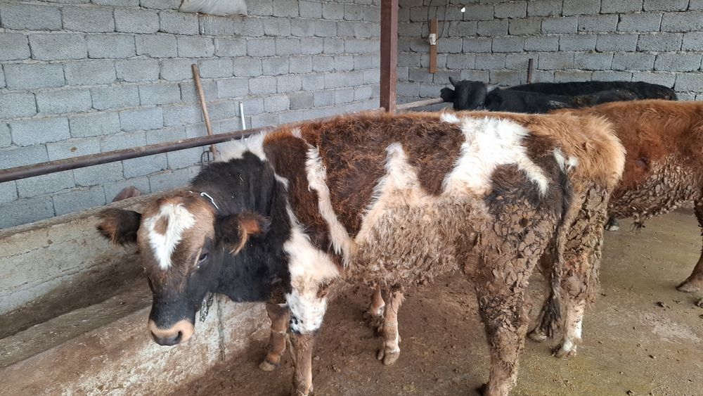 Жеті бас өгізшелер сатылады бір жерден