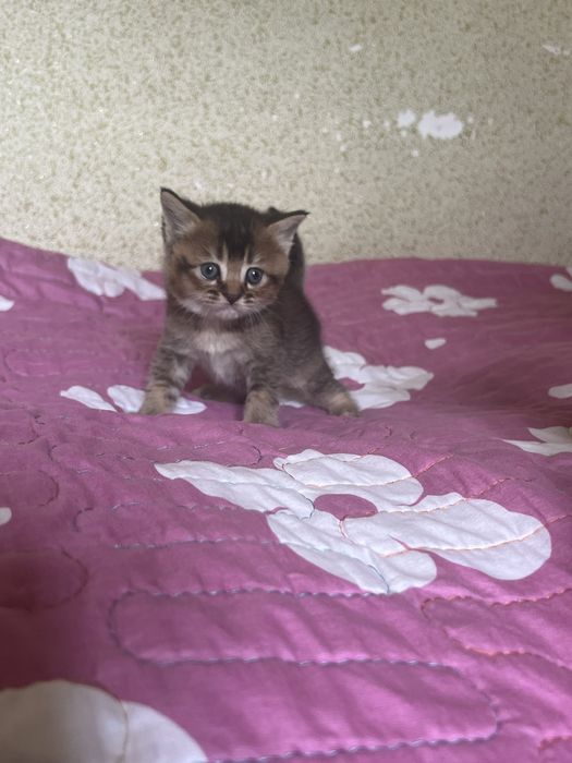 Котёнком  Mushukcha