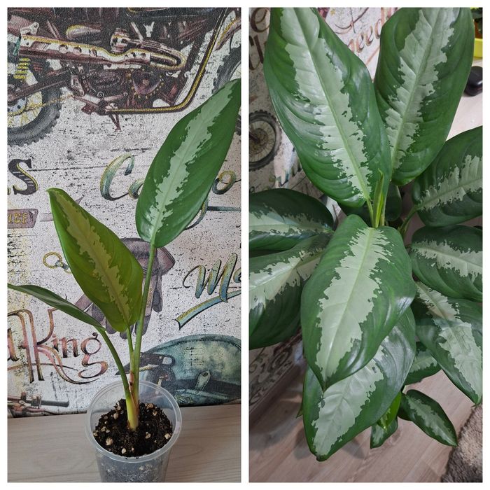 Продам комнатные цветы