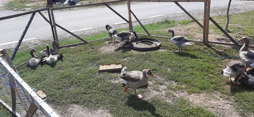 De vânzare boboci