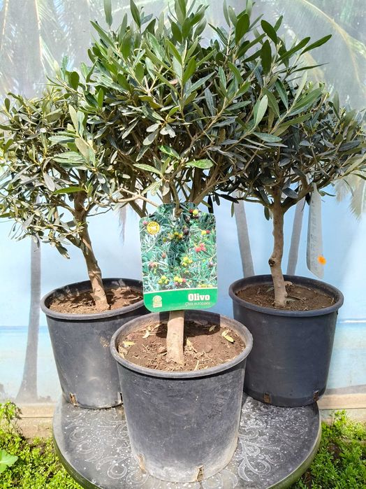 Maslini pe rod livrare rapida in toata tara