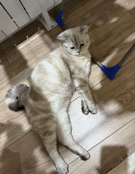 Кот скоттиш страйт