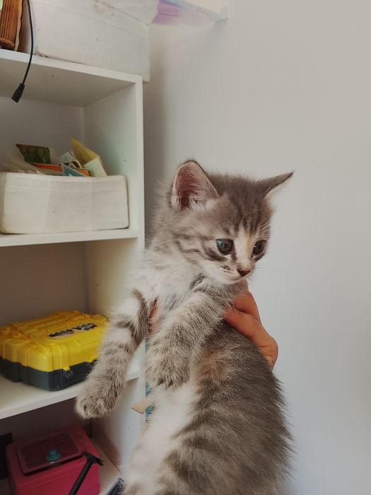 Котята в хорошие руки