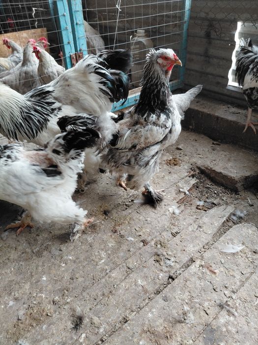 Продам светлую браму петухов