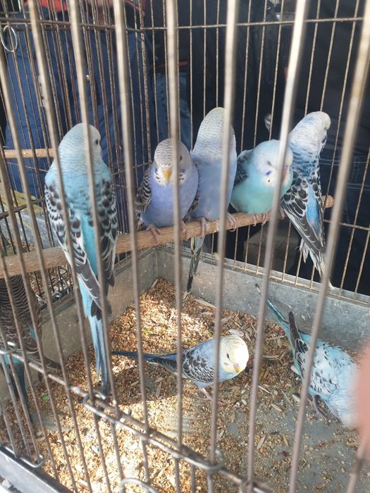 Продаются попугай волнистые разных цветов