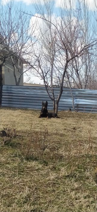 Doberman zotli it sotiladi