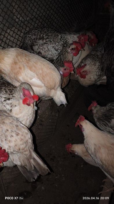 тауык домашни куры