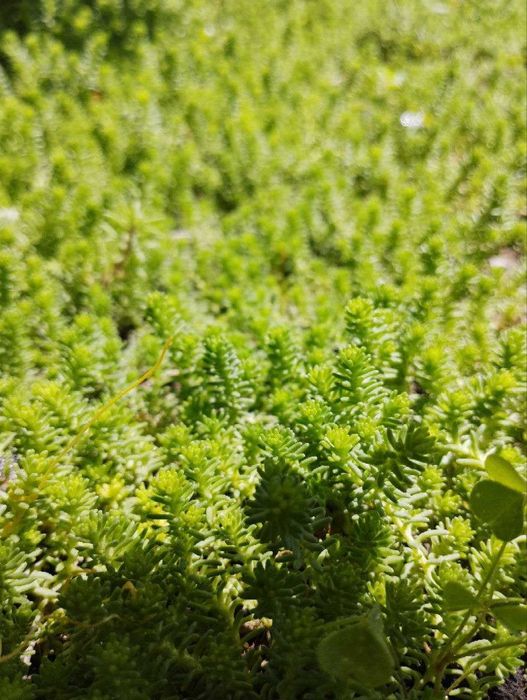 Садовый ковёр ЁЛКА