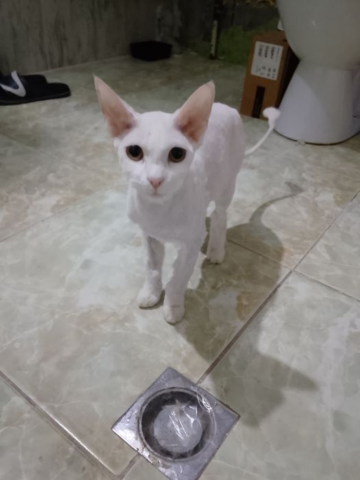 Кошка,Белла донна