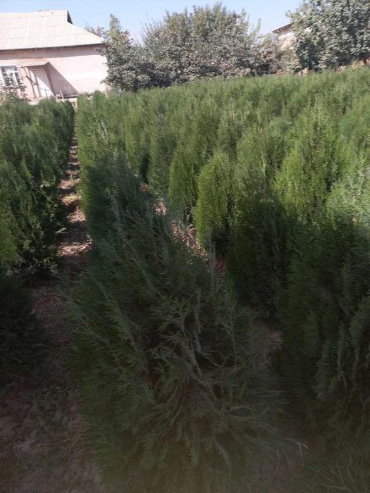 Туя навли арчалар