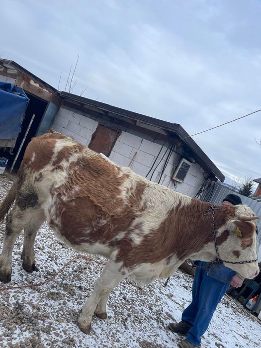 Vând jurincă bălțată romanescă