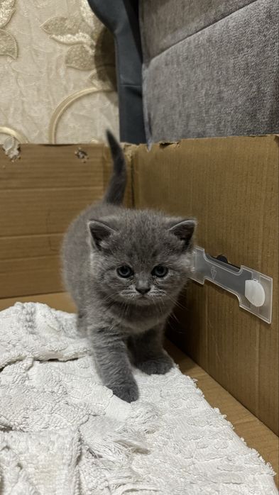 Продается Котята