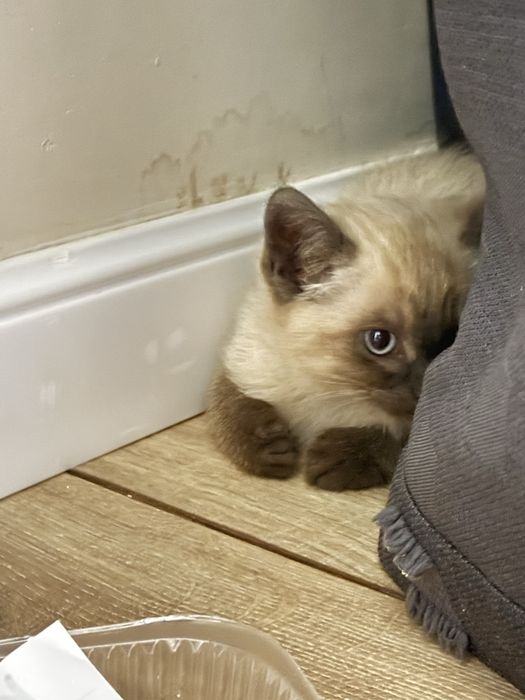 Котенок  с сиамской окраской