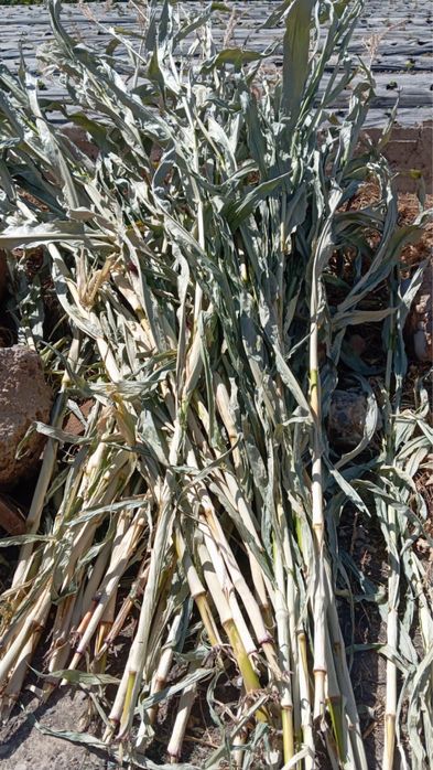 Кукуруза стебли