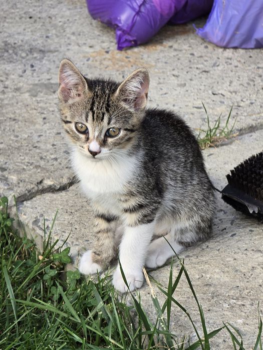Adoptie pui pisica - Banesti, Prahova