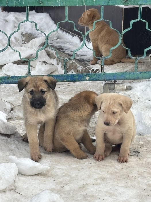 Отдадим щенков в добрые руки