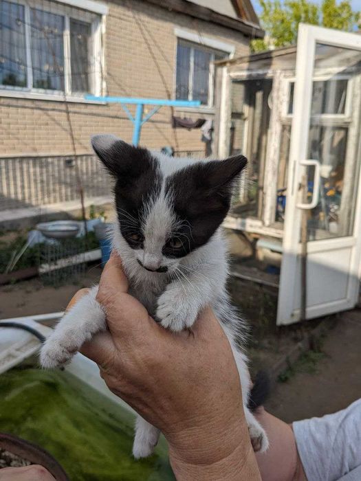 коробочка * пушистики sweet box - покупайте на Auction.ru по выгодной цене. Лот 