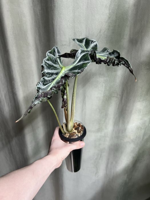 Стаканы для растений