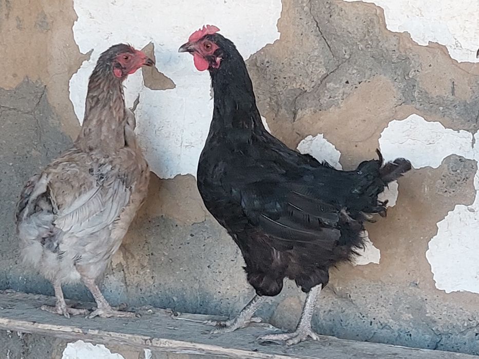 Продам срочно  2 курей дом