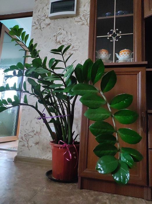 Продам долларовое дерево