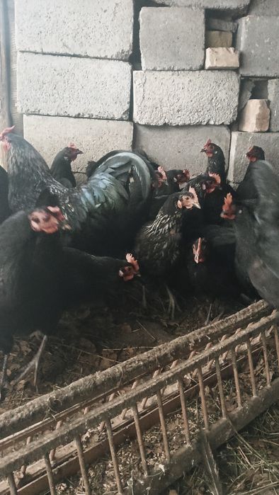 тауықтар    сатылады