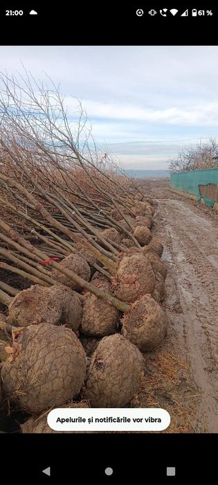 Platani leyladi mesteacăn tei catalpa
