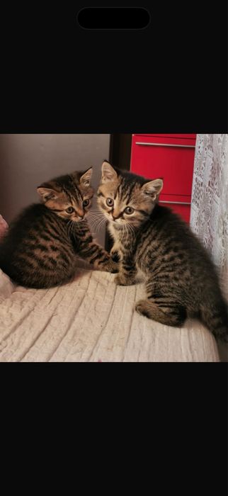 Миленький Котенок