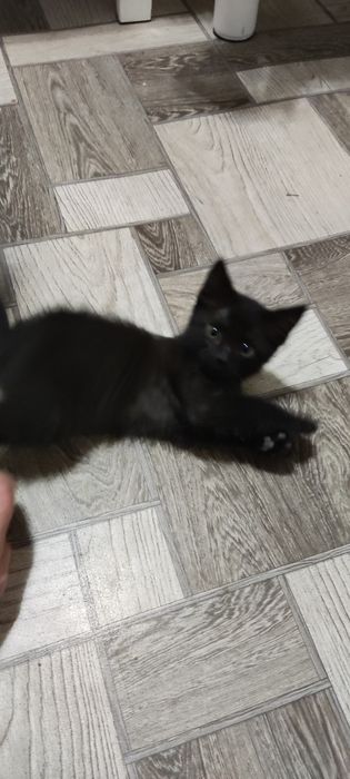 Котята мальчик девочка