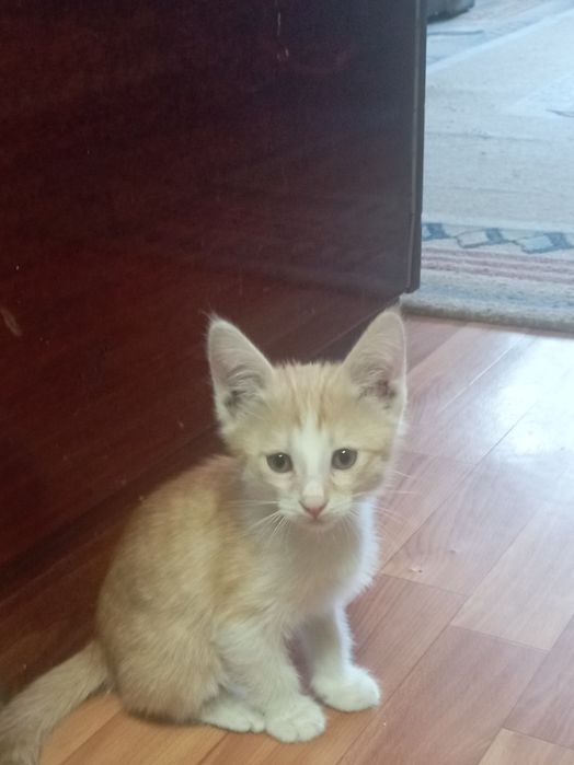 Котенок, мальчик 1,5 месяца, за символическую плату