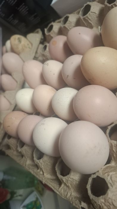 Инкубатор учун тухум